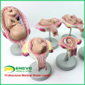 ANATOMY12(12450) Classic Pregnancy 8-Model Series Set, Anatomy Female Pregnancy Models 12450